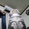 猫の日の画像