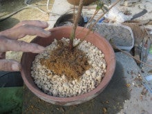 さつき盆栽 春の植え替え 根洗い 枕崎南楓園のさつき盆栽育て方