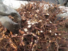 さつき盆栽 春の植え替え 根洗い 枕崎南楓園のさつき盆栽育て方