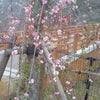 盛りの梅の花の画像