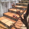 桜のつぼみの画像
