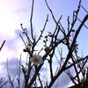 梅の花の画像