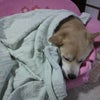 取ったど～の画像