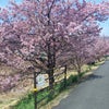南の桜と菜の花の画像