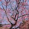 春うらら・・・梅は咲いたか桜は未だかいなの画像