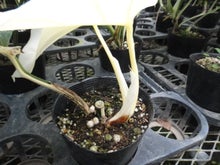 モンステラ斑入り | 「観葉植物生産者」のブログ