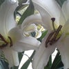 百合♪の画像