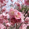 春の花とヘレン・ケラーの言葉の画像
