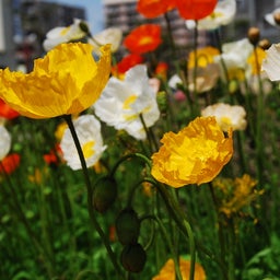 ☆o○*サ～ラ*o○☆ﾟの写真日記-31
