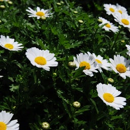 ☆o○*サ～ラ*o○☆ﾟの写真日記-48