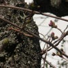 鎌倉の桜の具合。の画像