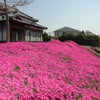 芝桜開花情報の画像
