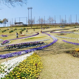 ☆o○*サ～ラ*o○☆ﾟの写真日記-67