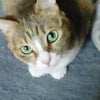 今日のにゃんこ♪の画像