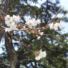 奈良でも桜が咲き始めました♪の記事より