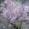 桜さくら♪の画像