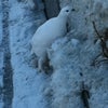 ターミガン（雷鳥）の画像