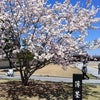 桜…さくら…の画像