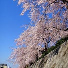 京都・鴨川の桜の記事より