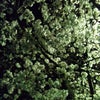 ☆さくらの花☆の画像