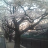 柿生駅のとこの桜とか羽鳥アナのモーニングバードとか。。の画像