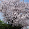 近所の桜の画像