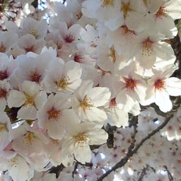 まんまさんのお気楽ﾌﾞﾛｸﾞ-2011041008170000.jpg