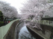 ユデガエル-2011年4月11日(日)桜②