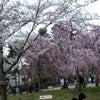 春ですね～(*^_^*)の画像