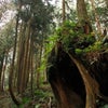 台湾どっぷりお茶の旅　阿里山聖なる森林への画像