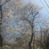 さくらの画像