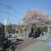 桜！の画像