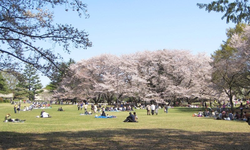 砧 公園 桜