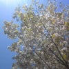 桜に宿る　『生命の音』の画像