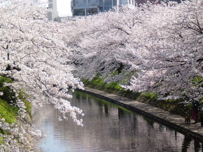 春 満開 桜便り 松川べりの桜 富山ってどこ とは言わせない