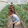 イチゴ＆お花見の画像