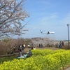 さくら。の画像