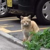 ネタ枯れです。の画像