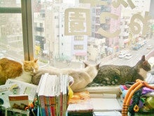 猫カフェ　浅草ねこ園ブログ