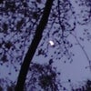 　桜月夜の画像