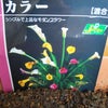植えたのは…の画像