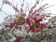 花桃 一本の木に赤 白 ピンクの3色の花が咲いています 自然を愛するハイパーおじさんのひとりごと