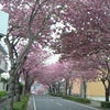 八重桜通り☆の画像