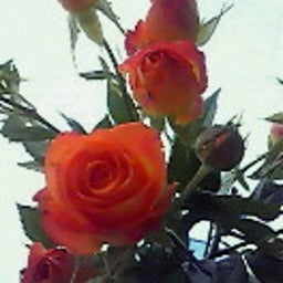 ☆春夏秋冬ぃぃﾄｺ日記☆-201105012024000.jpg