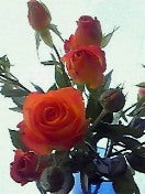 ☆春夏秋冬ぃぃﾄｺ日記☆-201105012024000.jpg
