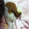 睡眠中...の画像