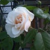 一番に咲いたバラの画像