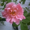 Rosa damascena が咲いたの画像