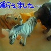 捕らえました･･･の画像