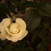 一番花の画像